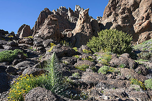 火山地貌,植被,泰德国家公园,世界遗产,特内里费岛,西班牙,欧洲