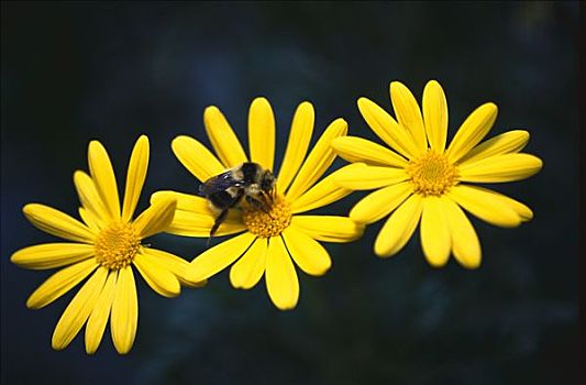 大黄蜂,收集,花粉,雏菊,加利福尼亚