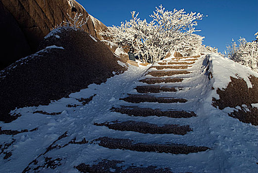 雪后的步行阶级和树挂