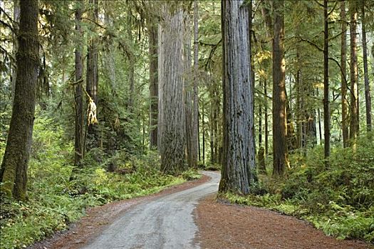 老,红杉,木板,道路,州立公园,红杉林,北加州,加利福尼亚,美国