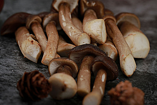 菌菇食品摄影