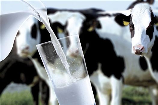 倒牛奶,玻璃杯,母牛,背景