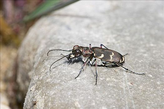班蝥,甲虫,巴伐利亚