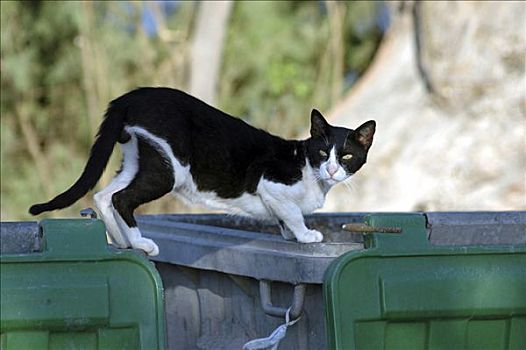 野生猫科动物,克里特岛,希腊