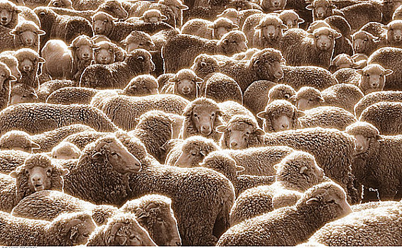 羊群,靠近,泰卡泊湖,南岛,新西兰
