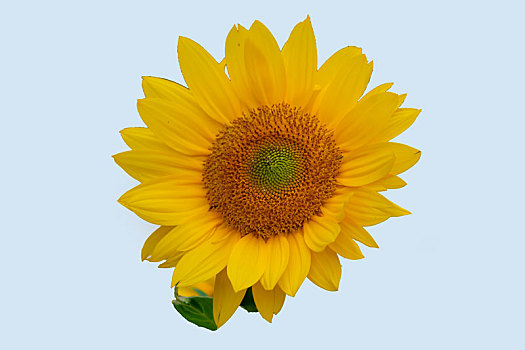 纯色背景花卉－向日葵