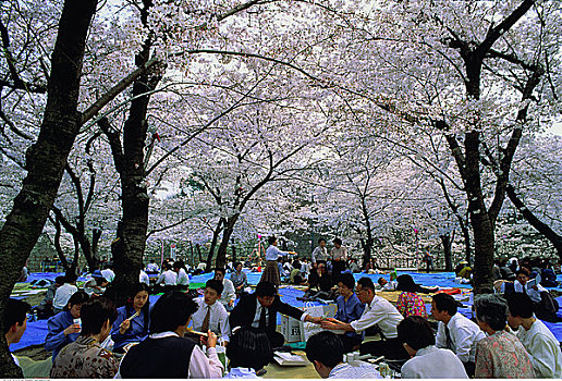 樱花,大阪城,公园,大阪,日本