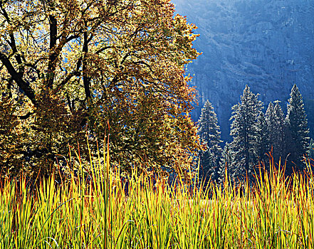 加利福尼亚,内华达山脉,优胜美地国家公园,秋色,香蒲,黑色,橡树,栎属,优胜美地山谷,大幅,尺寸