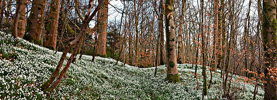 树林,白色,野花,遮盖,地面,邓弗里斯,苏格兰