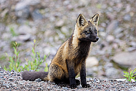 幼兽,红狐,狐属,阶段,靠近,拉布拉多犬,纽芬兰,加拿大