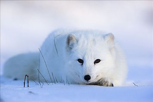 北极狐,明尼苏达,美国