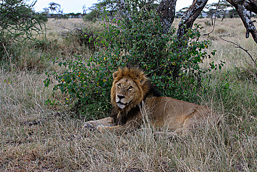 狮子王肯尼亚坦桑尼亚塞伦盖蒂