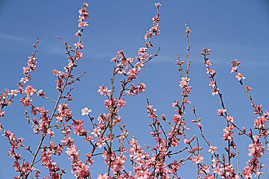 花枝