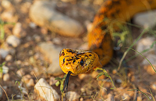 眼镜蛇,伸舌头,卡拉哈里沙漠,卡拉哈迪大羚羊国家公园,南非,非洲