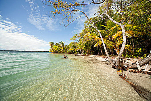 椰树,椰,海滩,岛屿,博卡斯德尔托罗,巴拿马,中美洲