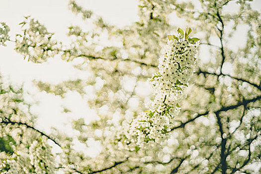 苹果树,开花,春天,聚焦,花,细枝,模糊背景