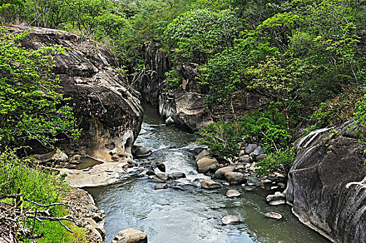 河,峡谷,靠近,利比里亚,省,哥斯达黎加,中美洲