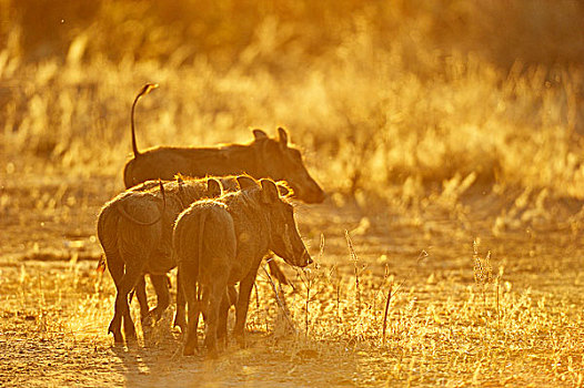 疣猪,家族,逆光,赞比西河下游国家公园,赞比亚,非洲