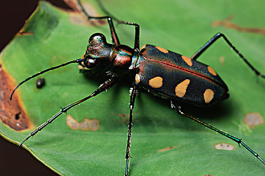 班蝥,甲虫,马来西亚