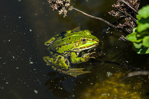 湿地,青蛙,漂浮,水