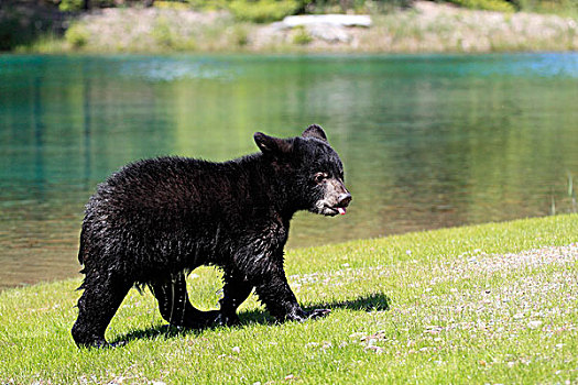 美洲黑熊,老,幼兽,湿,外套,走,边缘,水,俘获,蒙大拿,美国