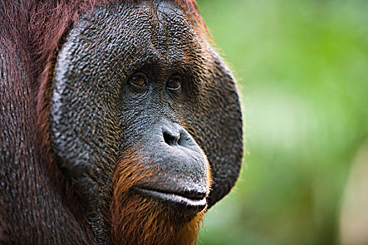 猩猩,黑猩猩,强势,展示,大,脸颊,垫,檀中埠廷国立公园,印度尼西亚