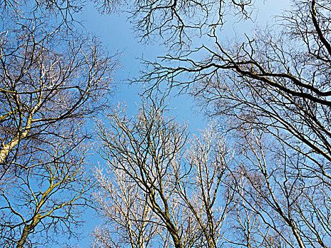 仰视,秃树,春天,北莱茵威斯特伐利亚,德国