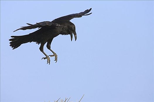 大乌鸦,渡鸦,降落,富埃特文图拉岛,西班牙