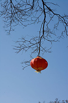 北京白云觀樹上掛的紅燈籠