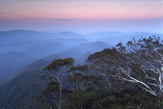 夜空,桉树,树林,国家公园,昆士兰,澳大利亚