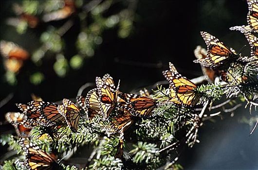帝王蝶,蝴蝶,保护区,墨西哥