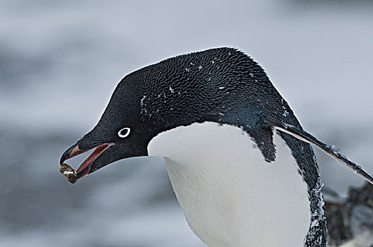 阿德利企鹅,窝,南极