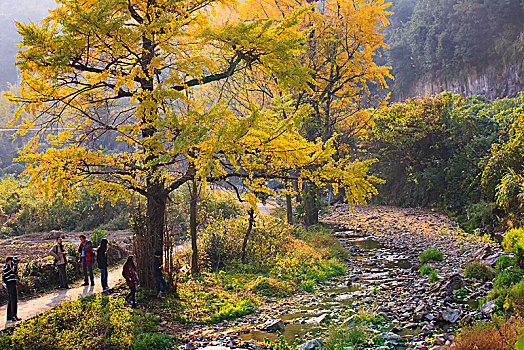 秋色,银杏,山村