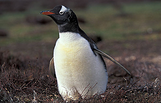 福克兰群岛,巴布亚企鹅,巴布亚岛
