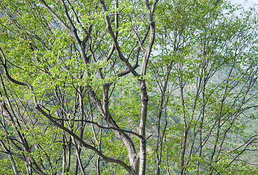 夏季户外绿色的树木枝干和叶子