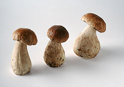 三个,新鲜,牛肝菌,蘑菇