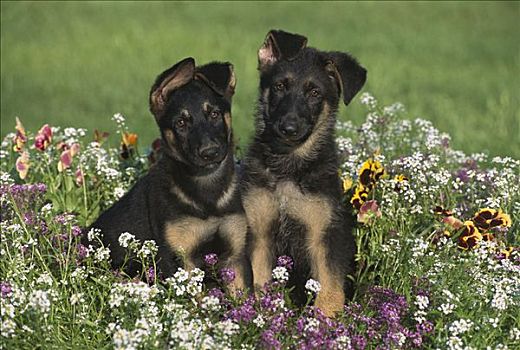 德国牧羊犬,狗,肖像,两个,警惕,小狗,坐,三色堇