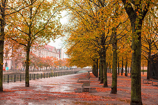 德国柏林,菩提树下大街秋天的枫树