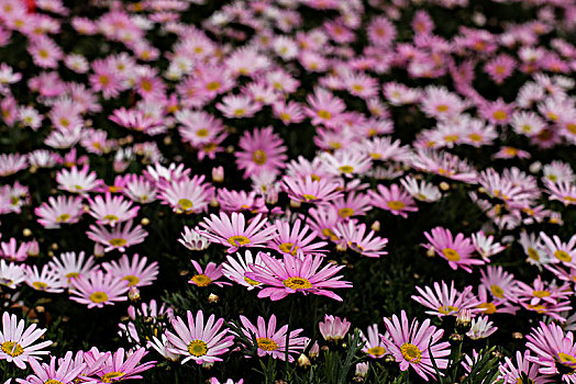 小菊花背景