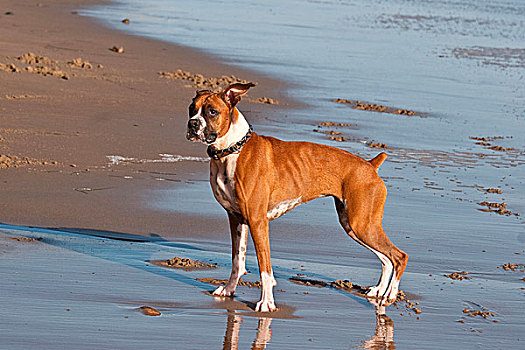 拳师狗,站立,沙子,海滩,圣芭芭拉,加利福尼亚