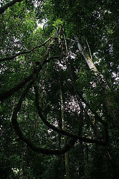 马来西亚沙捞越州沙捞越,穆鲁山国家公园热带雨林中巨大的藤类攀附的高大的树木上