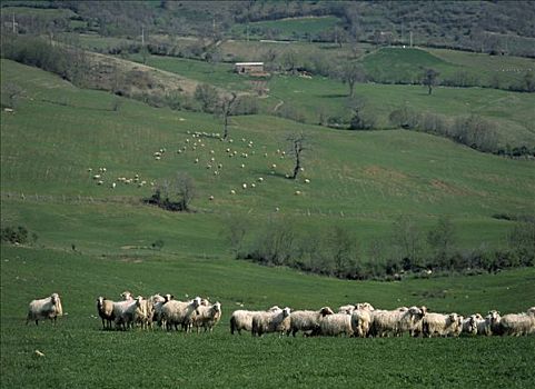 家羊,绵羊,成群,放牧,草场,托斯卡纳,意大利