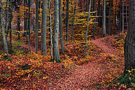 德国,巴伐利亚,秋天,走,道路,木头,树,奥格斯堡,西部,自然公园,彩色,叶子,书本,鲜明,风景