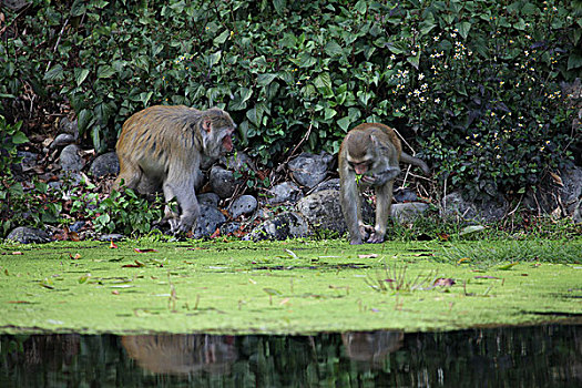 野生猴子活动表情