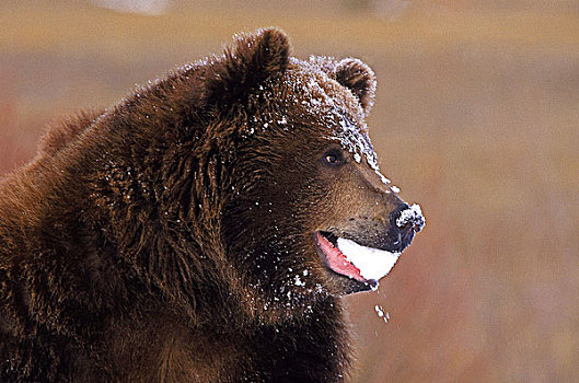 科迪亚克熊,棕熊,成年,雪,嘴,阿拉斯加