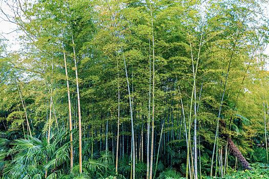 翠绿色的竹林美景四川省蜀南竹海风景区竹子,漂浮,胜地美女,竹子,叶子