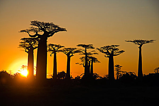 猴面包树,道路,日落,穆龙达瓦,马达加斯加