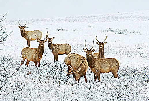 麋鹿,鹿属,鹿,幼小,雄性,结束,松,鹿角,一个,穿,追踪,项圈,跟随,图案,旅行,公园,瓦特顿湖,国家公园