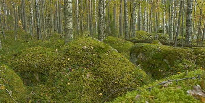 桦树,树林,苔藓密布,石头,秋天,国家公园,芬兰,斯堪的纳维亚