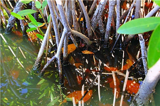 红树林,沼泽,热带,水,特写